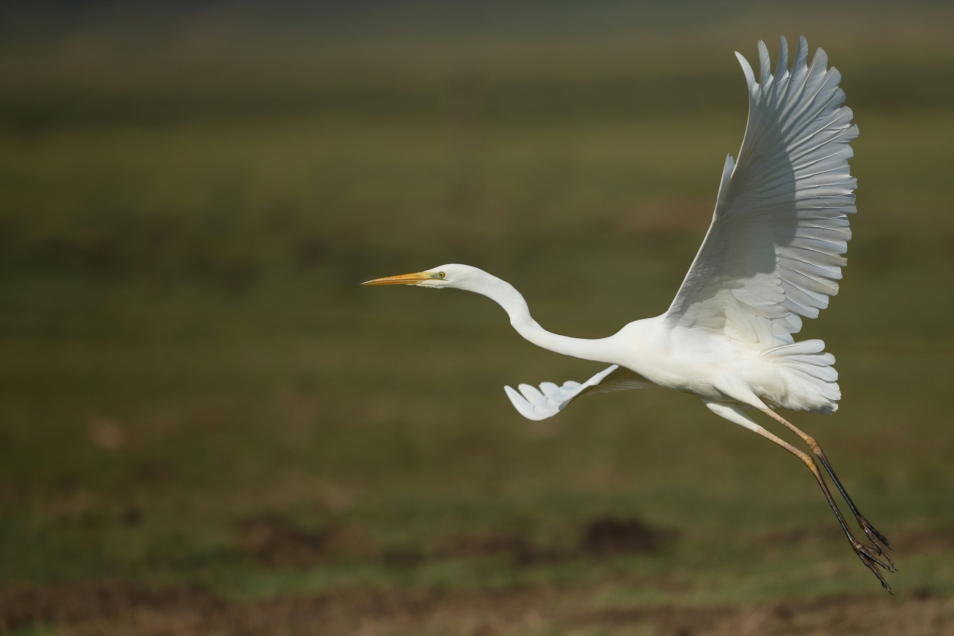 Reiger in een Europees wetland, symbool voor natuurbehoud en citizen science.
